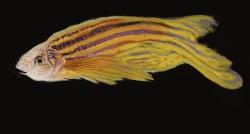 Zebrafish header image